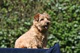NORFOLK TERRIER 061
